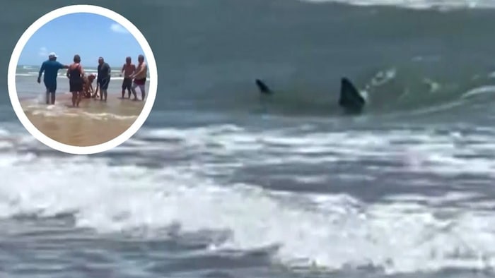 Several images and video recordings show how sharks move in the surf.