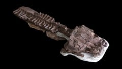 Das zu den Tetrapoden gehörende Wesen lebte vor etwa 280 Millionen Jahren im Zeitalter des Perm – lange bevor die ersten Dinosaurier auftauchten. (Bild: AP)