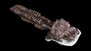 Das zu den Tetrapoden gehörende Wesen lebte vor etwa 280 Millionen Jahren im Zeitalter des Perm ...