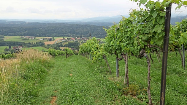 The hotel is to be built in this idyllic location. (Bild: Jauschowetz Christian)