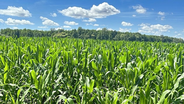 Fertile farmland is to be razed to the ground for the Wiener Neustadt bypass. (Bild: Christian Schulter)