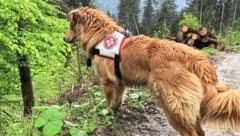 Die Hunde der Rettungshundestaffel des Samariterbundes und die österreichische ...