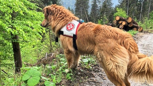 Ein Spürhund führte die Einsatzkräfte zu der betagten Dame (Symbolbild) (Bild: Rettungshundestaffel Samariterbund)