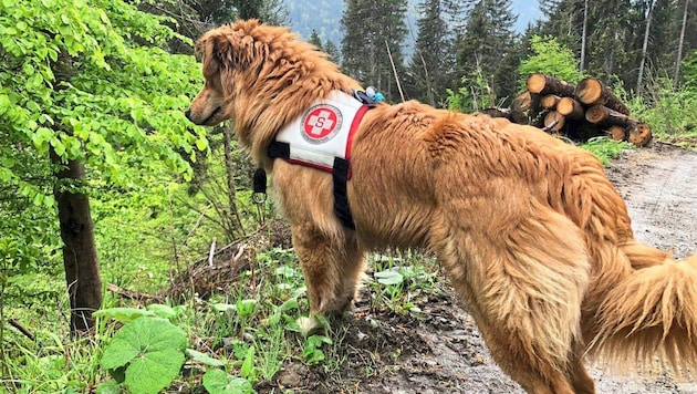 Die Hunde der Rettungshundestaffel des Samariterbundes und die österreichische ...