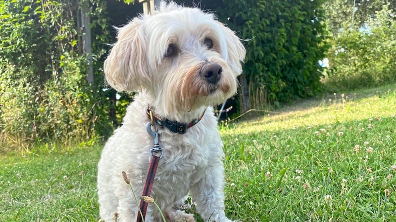 Havanese "Baci" ran away. It is conceivable that he was taken by strangers. "Baci" is missing two front teeth. (Bild: zVg)