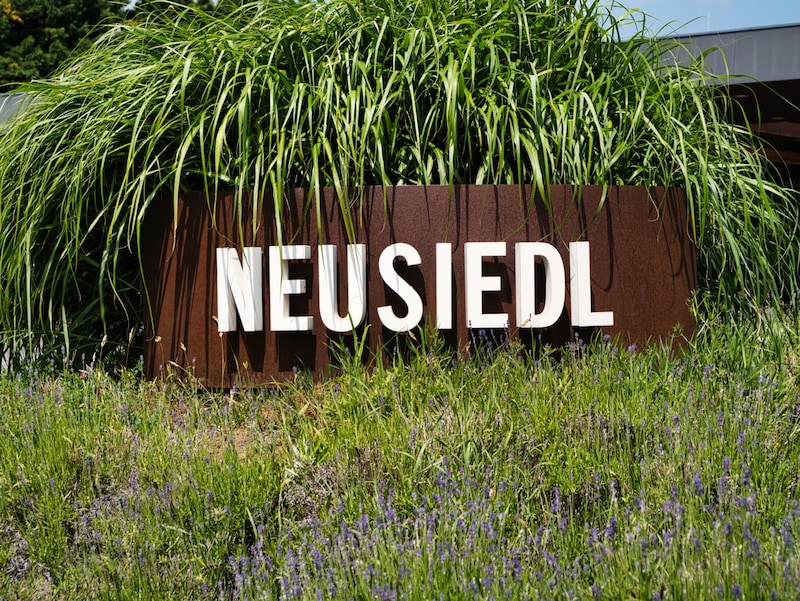 The large traffic circle in the middle of Neusiedl am See has also been landscaped. Lavender predominates here. (Bild: NORBERT BURGER)