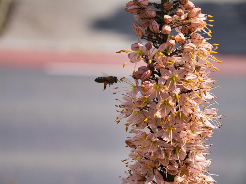 Insekten fahren auf Wolfs Pflanzenmischungen ab (Bild: NORBERT BURGER)