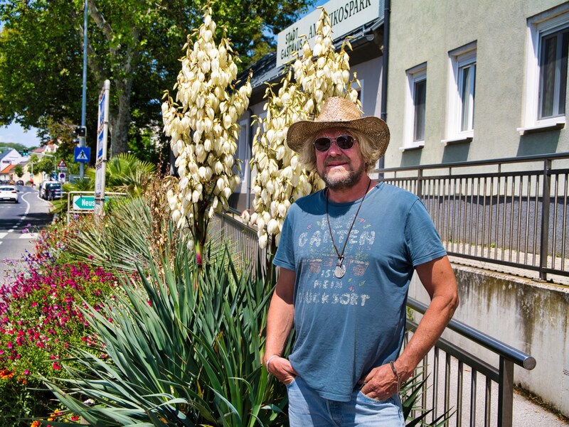 At the lake crossing there is a bed with cacti and palm trees, among other things. (Bild: NORBERT BURGER)