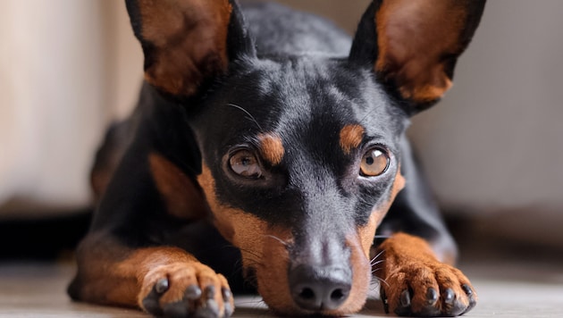 Egy pinscher megharapott egy kisfiút Karintiában szombat délután, aki emiatt kórházba került (szimbolikus kép). (Bild: stock.adobe.com/Lazy_Bear)