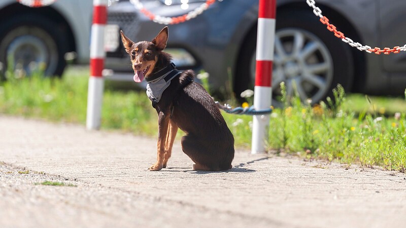 In der Urlaubszeit wollen sich viele ihrer Tiere einfach entledigen und binden sie an den nächsten Zaunpfahl.  (Bild: stock.adobe.com/fotomomentfoto)