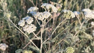 In der Kräuterhalle in Sarleinsbach wurde auch Schafgarbe gelagert