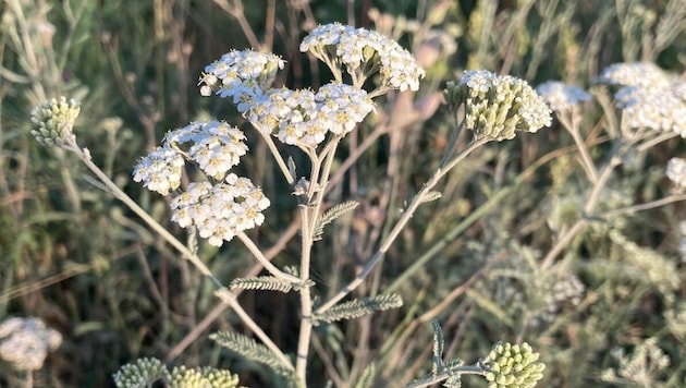 Yarrow was also stored in the herb hall in Sarleinsbach (Bild: Charlotte Titz)