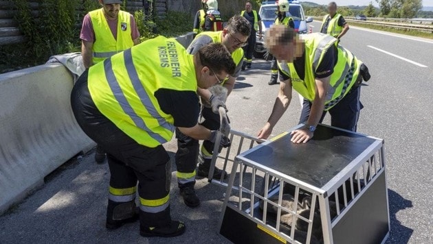 (Bild: Feuerwehr Krems an der Donau)