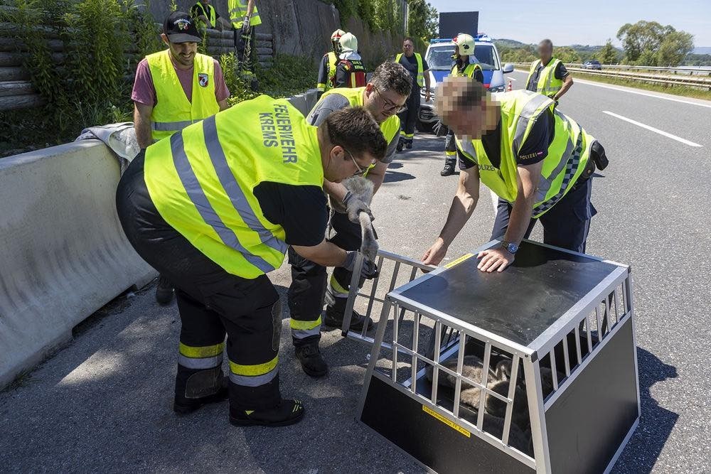 (Bild: Feuerwehr Krems an der Donau)