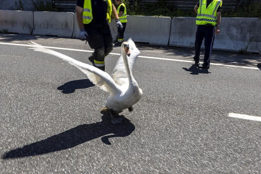 (Bild: Feuerwehr Krems an der Donau)