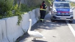 Florianis retteten einen Schwan mit sieben Jungtieren von der B37a bei Krems. (Bild: Feuerwehr Krems an der Donau)