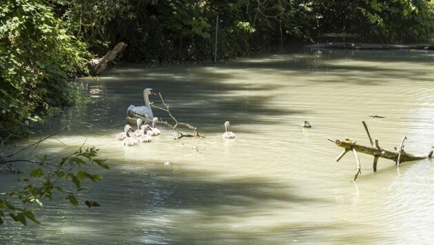 (Bild: Feuerwehr Krems an der Donau)