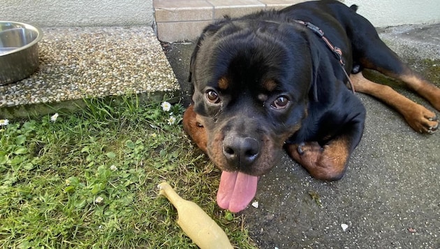 Spendenlauf für Rottweiler „Ronni“ in St. Pölten. (Bild: Tierschutzverein St. Pölten)