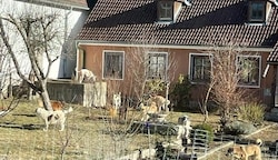 „Wo sind die vielen Hunde hingebracht worden?“, fragen sich die Behörden. (Bild: ZVG)