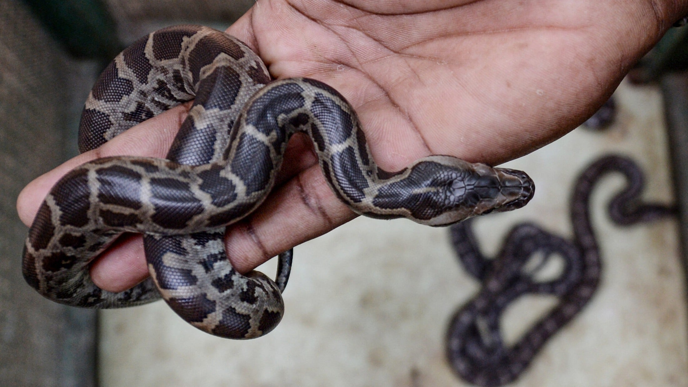 Worker Snake Reptile died - Snake bit worker – who bit back twice | krone.at