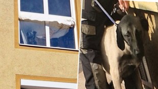 „Azula“ wurde erst am Dienstag aus der Klagenfurter Wohnung gerettet.