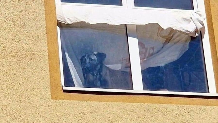 Verzweifelt blickt Hündin Azula in die Freiheit – mit Maulschlaufe, die Hunde eigentlich nur für kurze Zeit tragen dürfen!