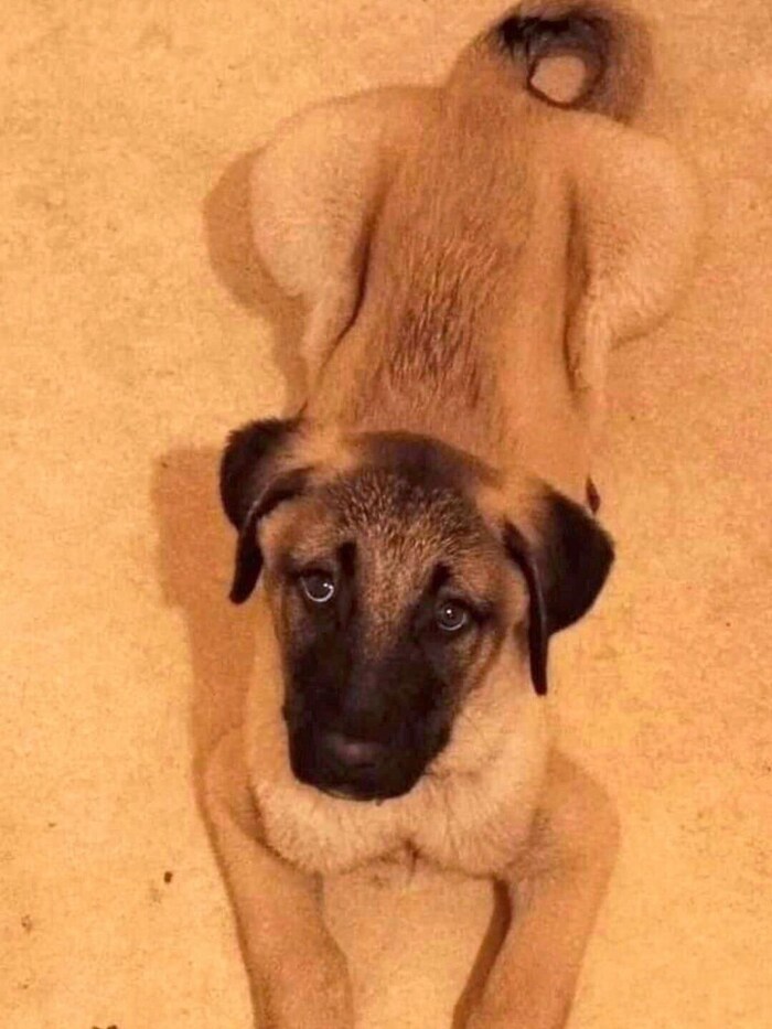 Als Welpen sehen Kangal-Hunde süß aus, sie brauchen aber viel Zuwendung!