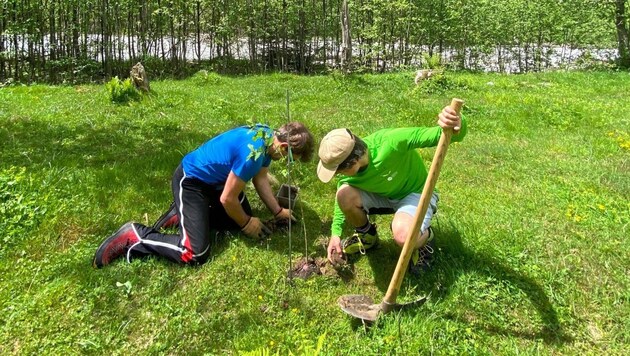 Im gefährdeten Teil des Auwalds wurden heuer Bäume gesetzt. (Bild: NP Zillertaler Alpen)