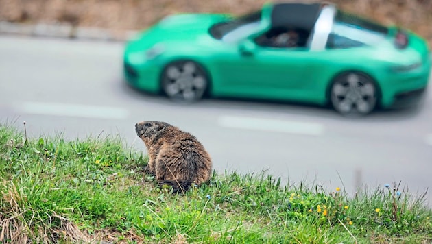 Marmots are surprised, because the winding Glockner road between Fusch (Salzburg) and Heiligenblut (Carinthia) is degenerating into a race track. (Bild: Wallner Hannes)