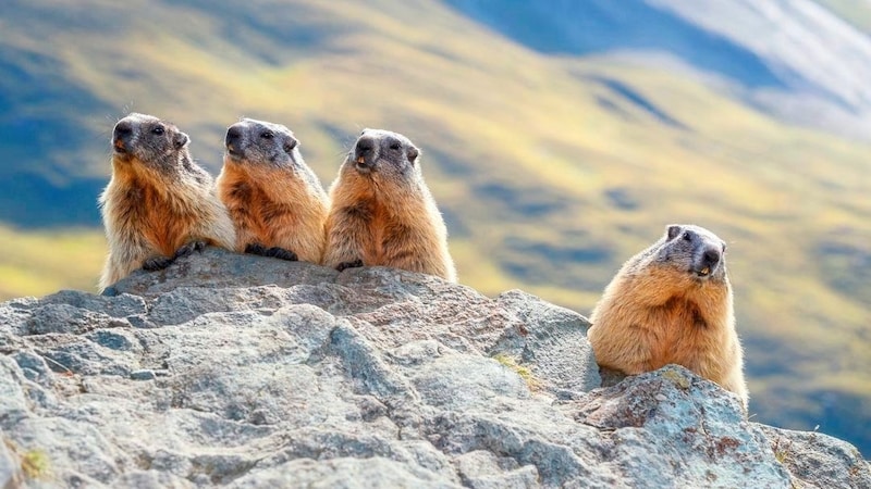 Young marmots leave their colony after about two years. (Bild: Martina Gebert)