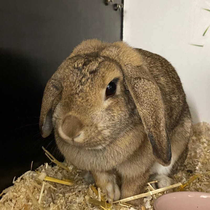 Kaninchen Cindy (Bild: Tierschutzheim Vorarlberg)