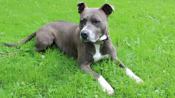 Amstaff Hündin Mira wartet schon lange im Tierschutzheim.