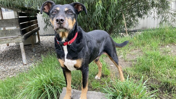 Terrier Timmy ist ein liebenswerter Begleiter.