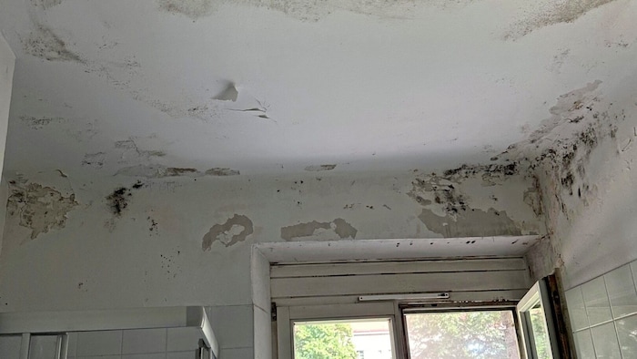 Das Bad ist völlig verschimmelt und der Putz bröckelt von der Decke.