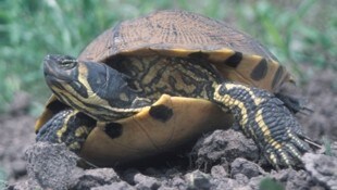 Die Nordamerikanische Buchstaben-Schmuckschildkröte  (Bild: National Biological Information Infrastructure )