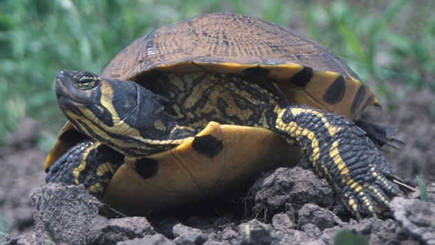 Die Nordamerikanische Buchstaben-Schmuckschildkröte  (Bild: National Biological Information Infrastructure )