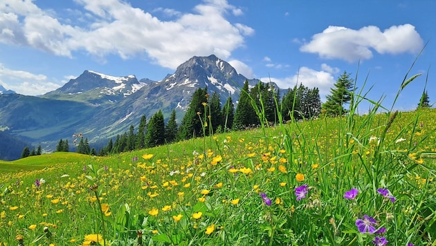 Ein Blumenmeer, soweit das Auge reicht: unberührte Naturlandschaft rund um die Gipslöcher. (Bild: Bergauer Rubina)