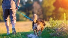 In Krensdorf (Bezirk Mattersburg) dürfen Hunde nun gar nicht mehr von der Leine. Diese Verallgemeinerung ist allerdings tierschutzrechtlich relevant! (Bild: stock.adobe.com/vvvita)