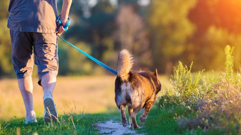 Exercise, activity and contact with other dogs are extremely important and must be firmly integrated into the daily routine! (Bild: stock.adobe.com/vvvita)