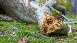 Der Senior wurde am Dienstag leblos von seinem Sohn in einem Waldstück in der Gemeinde Reingers vorgefunden (Symbolbild).  (Bild: stock.adobe.com/Ajax9)