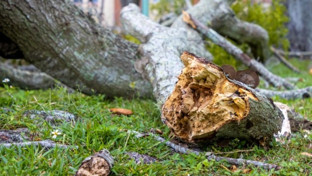 Der Senior wurde am Dienstag leblos von seinem Sohn in einem Waldstück in der Gemeinde Reingers vorgefunden (Symbolbild).  (Bild: stock.adobe.com/Ajax9)