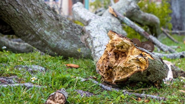 The senior citizen was found lifeless by his son in a wooded area in the municipality of Reingers on Tuesday (symbolic image). (Bild: stock.adobe.com/Ajax9)