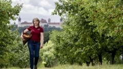 Katharina Aufreiters Marillen reifen nahe dem Stift Göttweig (Bild: Honorar)