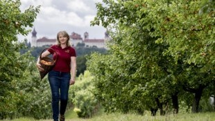 Katharina Aufreiters Marillen reifen nahe dem Stift Göttweig