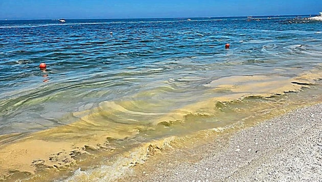 Csúszós algás nyálka a bibione-i strandon (Bild: zVg)