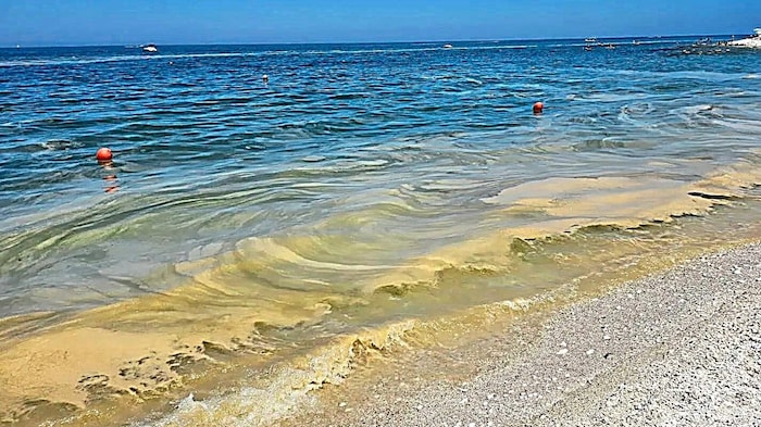 Slippery algae slime on the beach in Bibione