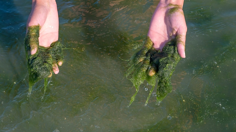 Mancherorts muss man sich durch eine dicke Algenschicht durchkämpfen, um schwimmen zu können (Symbolbild). (Bild: stock.adobe.com/balakleypb)