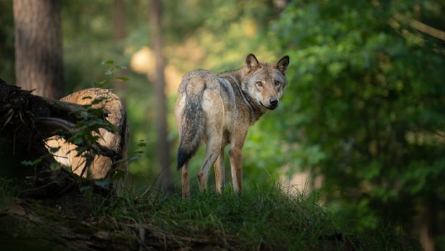 A wolf can only be released for shooting under the current legal situation if the wolf population is in a good conservation status and hunting does not endanger it - both with regard to Tyrol, Austria and the cross-border distribution area. (Bild: stock.adobe.com/DENNIS WACHTEL FOTOGRAFIE, stock.adobe.com)