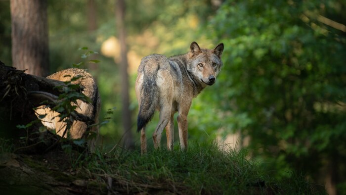 A wolf can only be released for shooting under the current legal situation if the wolf ...