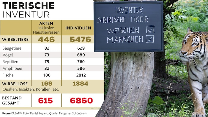 Auch der Sibirische Tiger wurde gezählt. 